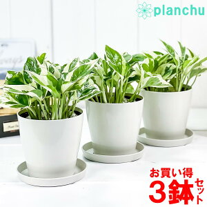 ϗtA |gX GWC 3.5 3Zbg 󂯎Mt ĕt Epipremnum pinnatum eN'Joyf Gsvk