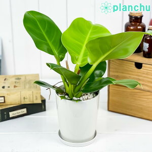 観葉植物 フィロデンドロン 農業資材 ガーデニング用品の人気商品 通販 価格比較 価格 Com