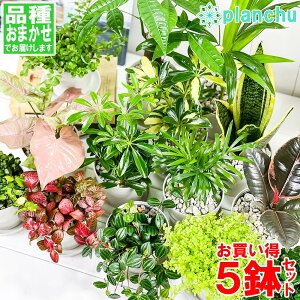 観葉植物 お試しミニ観葉 5種セット 品種おまかせ 3.5号鉢 受け皿付き 育て方説明書付き
