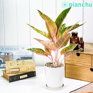 観葉植物 アグラオネマ 4号の人気商品 通販 価格比較 価格 Com 観葉植物 アグラオネマ 4号の人気商品 通販 価格比較 価格 Com