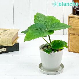 観葉植物 フィカス ウンベラータ 3.5号鉢 受け皿付き 育て方説明書付き Ficus umbellata