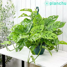 観葉植物 マドカズラ モンステラ フリードリヒスターリー 7号吊り鉢 育て方説明書付き Monstera friedrichsthalii