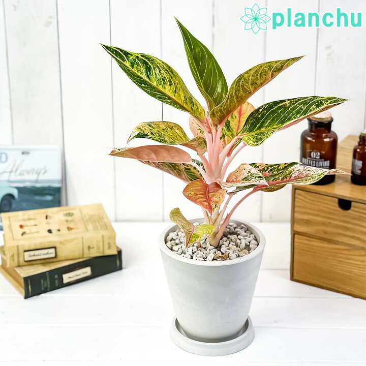 楽天市場 観葉植物 アグラオネマ ピンク系 5号樹脂鉢 ホワイト 受け皿付き 育て方説明書付き Aglaonema Sp 幸せを招くタイの宝石 プランチュ 楽天市場店