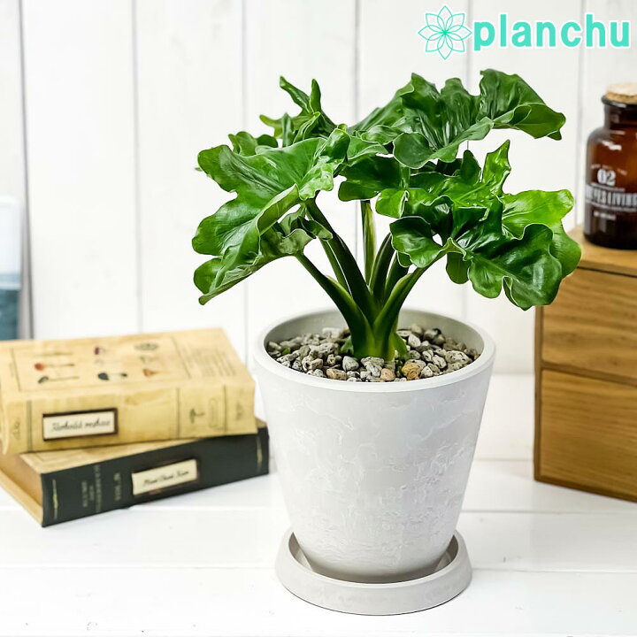 楽天市場 観葉植物 フィロデンドロン セローム スーパーアトム 5号樹脂鉢 ホワイト 受け皿付き 育て方説明書付き Philodendron Selloum Cv 希少 レア プランチュ 楽天市場店 楽天市場 観葉植物 フィロデンドロン セローム スーパーアトム 5号樹脂鉢 ホワイト 受け皿付き 育て方説明書付き Philodendron Selloum Cv 希少 レア プランチュ 楽天市場店