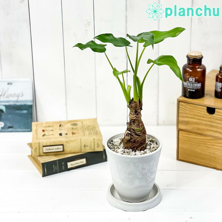 楽天市場 観葉植物 アロカシア シマクワズイモ 4号樹脂鉢 ホワイト 受け皿付き 育て方説明書付き Alocasia Cucullata アロイド 希少 レア 珍しい プランチュ 楽天市場店