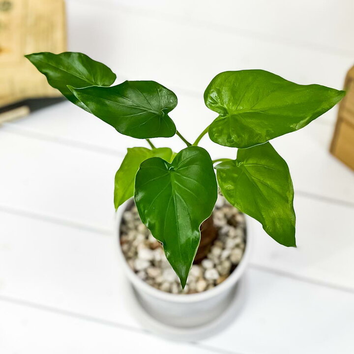 楽天市場 観葉植物 アロカシア シマクワズイモ 4号樹脂鉢 ホワイト 受け皿付き 育て方説明書付き Alocasia Cucullata アロイド 希少 レア 珍しい プランチュ 楽天市場店