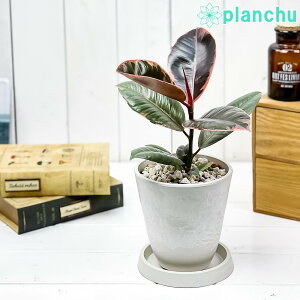 ゴムの木 フィカスの人気商品 通販 価格比較 価格 Com