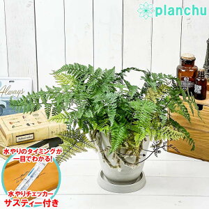 鉢 シダ 観葉植物の人気商品 通販 価格比較 価格 Com