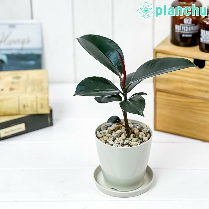 楽天市場 観葉植物 フィカス バーガンディ 3 5号鉢 受け皿付き 育て方説明書付き Ficus Elastica Burgundy ゴムノキ ゴムの木 インドゴムノキ 希少 レア プランチュ 楽天市場店 楽天市場 観葉植物 フィカス バーガンディ 3 5号鉢 受け皿付き 育て方説明書付き Ficus Elastica Burgundy ゴムノキ ゴムの木 インドゴムノキ 希少 レア プランチュ 楽天市場店