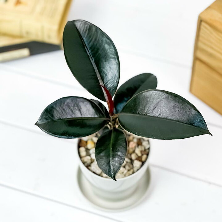 楽天市場 観葉植物 フィカス バーガンディ 3 5号鉢 受け皿付き 育て方説明書付き Ficus Elastica Burgundy ゴムノキ ゴムの木 インドゴムノキ 希少 レア プランチュ 楽天市場店 楽天市場 観葉植物 フィカス バーガンディ 3 5号鉢 受け皿付き 育て方説明書付き Ficus Elastica Burgundy ゴムノキ ゴムの木 インドゴムノキ 希少 レア プランチュ 楽天市場店