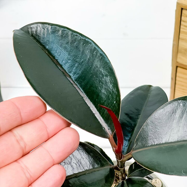 楽天市場 観葉植物 フィカス バーガンディ 3 5号鉢 受け皿付き 育て方説明書付き Ficus Elastica Burgundy ゴムノキ ゴムの木 インドゴムノキ 希少 レア プランチュ 楽天市場店