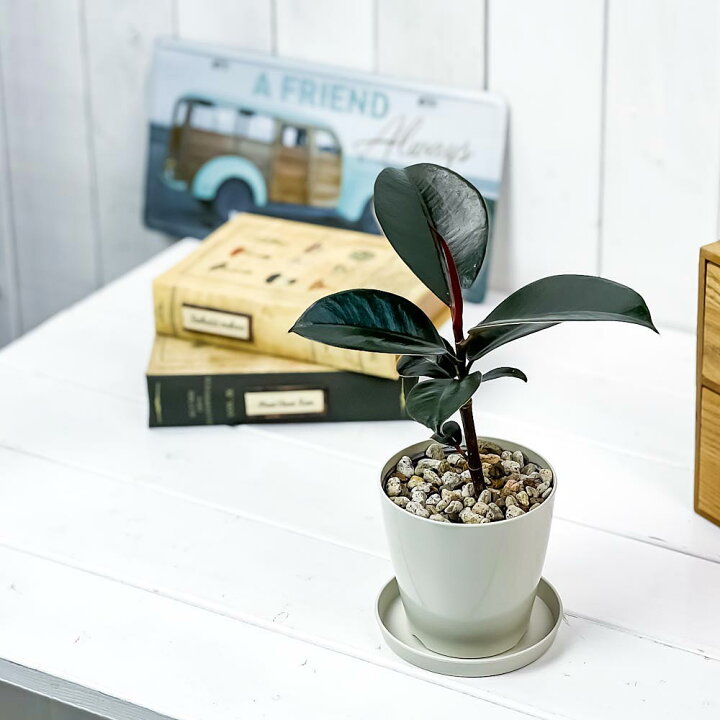 楽天市場 観葉植物 フィカス バーガンディ 3 5号鉢 受け皿付き 育て方説明書付き Ficus Elastica Burgundy ゴムノキ ゴムの木 インドゴムノキ 希少 レア プランチュ 楽天市場店