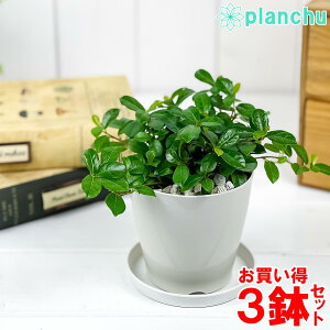 観葉植物 つるの人気商品 通販 価格比較 価格 Com