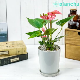 観葉植物 アンスリウム ピンク 4号鉢 受け皿付き 育て方説明書付き Anthurium andraeanum アンスリューム 鉢花