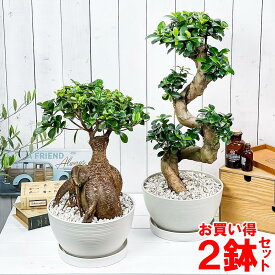 観葉植物 ガジュマル 昇り竜＆太幹 2鉢セット 8号平鉢 受け皿付き 育て方説明書付き Ficus microcarpa フィカス ミクロカルパ 精霊の宿る木