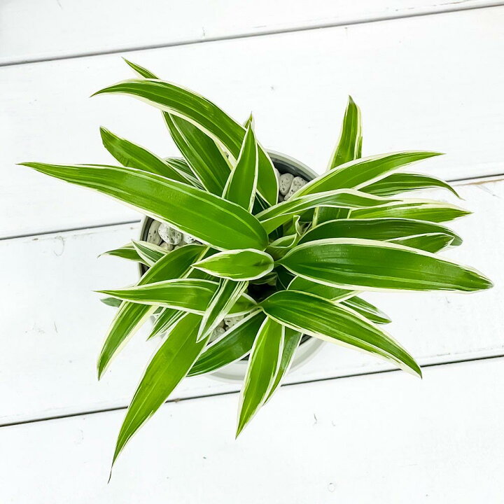 楽天市場 観葉植物 クロロフィツム シャムオリヅルラン 3 5号鉢 受け皿付き 育て方説明書付き Chlorophytum Bichetii クロロフィタム プランチュ 楽天市場店