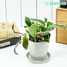 楽天市場 多肉植物 ホヤの通販