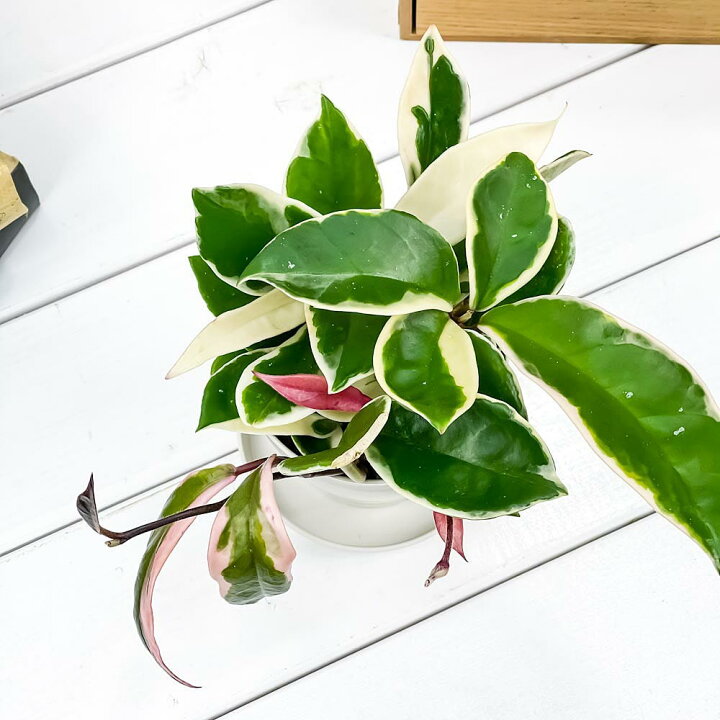 楽天市場 観葉植物 ホヤ カルノーサ リップカラー 3 5号鉢 受け皿付き 育て方説明書付き Hoya Carnosa Lip Color 多肉植物 ガガイモ サクララン 桜蘭 希少 レア プランチュ 楽天市場店