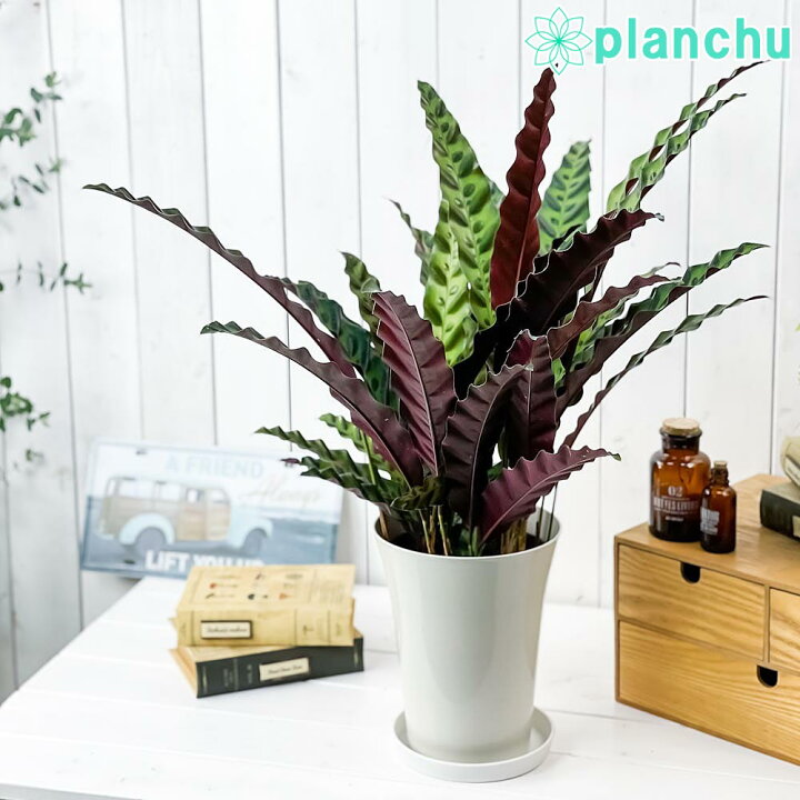 楽天市場 観葉植物 カラテア インシグニス 6号鉢 受け皿付き 育て方説明書付き Calathea Lancifolia ランシフォリア プランチュ 楽天市場店