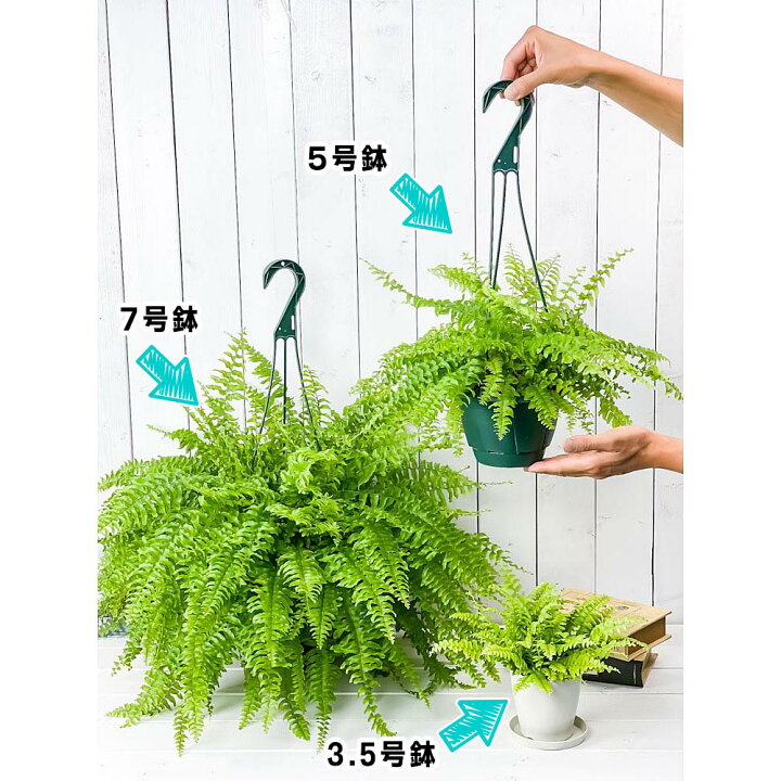 楽天市場 観葉植物 シダ ネフロレピス ツデー 5号吊り鉢 育て方説明書付き Nephrolepis Exaltata Teddy Junior ボストンファーン ボストンファン プランチュ 楽天市場店