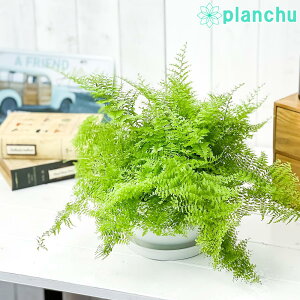 観葉植物 ネフロレピス 農業資材 ガーデニング用品の人気商品 通販 価格比較 価格 Com