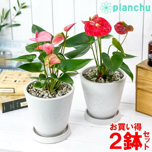 アンスリウム ピンク 観葉植物 観葉植物の人気商品 通販 価格比較 価格 Com アンスリウム ピンク 観葉植物 観葉植物の人気商品 通販 価格比較 価格 Com