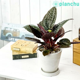楽天市場 アリ植物の通販
