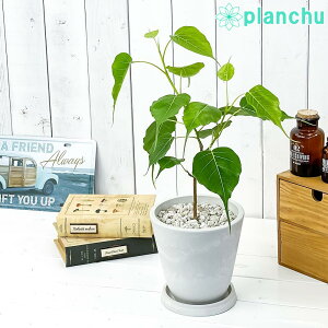 リーマ 観葉植物の人気商品 通販 価格比較 価格 Com リーマ 観葉植物の人気商品 通販 価格比較 価格 Com