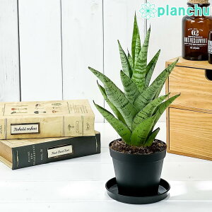 観葉植物 サンスベリア 希少 Diy 工具の人気商品 通販 価格比較 価格 Com 観葉植物 サンスベリア 希少 Diy 工具の人気商品 通販 価格比較 価格 Com