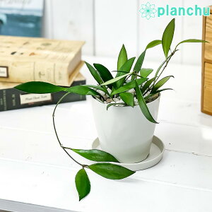 ホヤ 観葉植物の人気商品 通販 価格比較 価格 Com