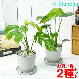 観葉植物 モンステラ ＆ ヒメモンステラ 2種セット 3.5号鉢 受け皿付き 育て方説明書付き