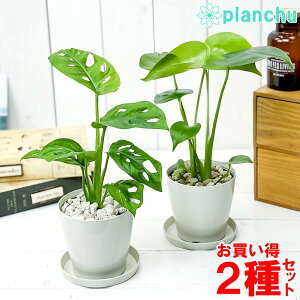 モンステラ 種 観葉植物の人気商品 通販 価格比較 価格 Com モンステラ 種 観葉植物の人気商品 通販 価格比較 価格 Com
