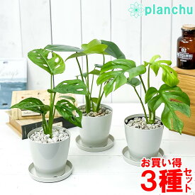 観葉植物 モンステラ ＆ ヒメモンステラ ＆ マドカズラ 3種セット 3.5号鉢 受け皿付き 育て方説明書付き