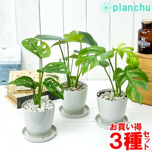 モンステラ 種 観葉植物の人気商品 通販 価格比較 価格 Com モンステラ 種 観葉植物の人気商品 通販 価格比較 価格 Com
