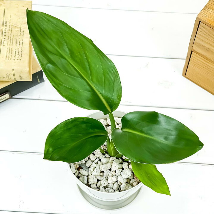 楽天市場 観葉植物 ストレリチア レギネ 4号鉢 受け皿付き 育て方説明書付き Strelitzia Reginae 極楽鳥花 プランチュ 楽天市場店