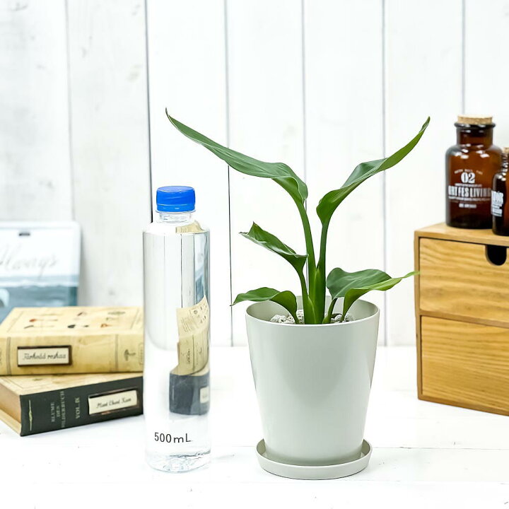 楽天市場 観葉植物 ストレリチア レギネ 4号鉢 受け皿付き 育て方説明書付き Strelitzia Reginae 極楽鳥花 プランチュ 楽天市場店