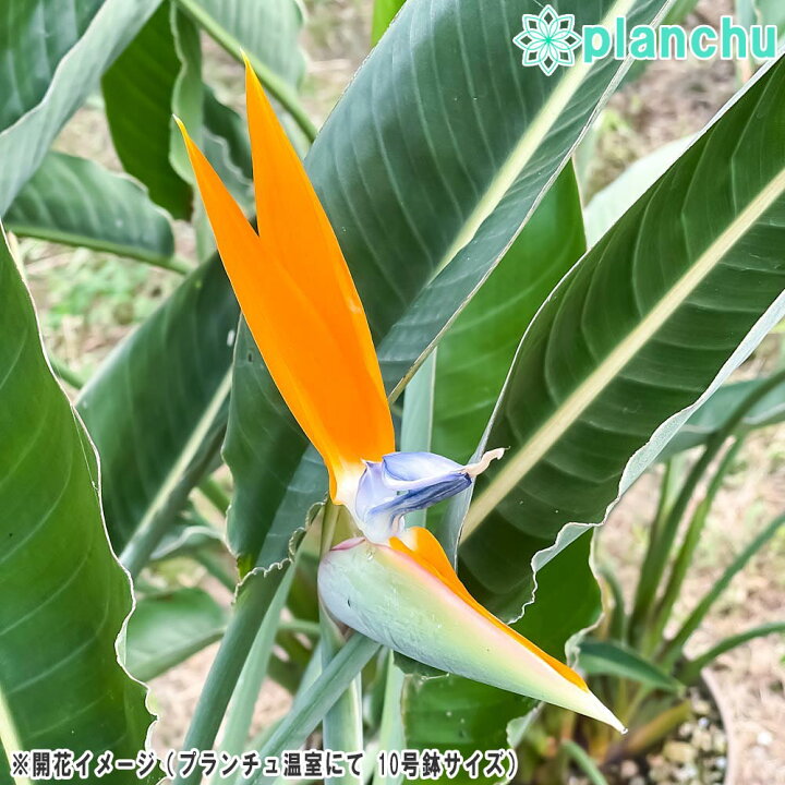 楽天市場 観葉植物 ストレリチア レギネ 4号鉢 受け皿付き 育て方説明書付き Strelitzia Reginae 極楽鳥花 プランチュ 楽天市場店