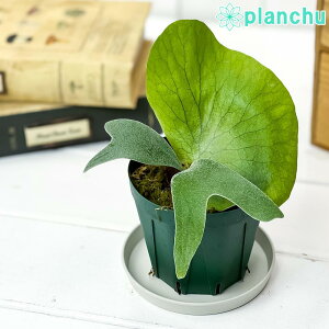 観葉植物 コウモリラン 3号の人気商品 通販 価格比較 価格 Com