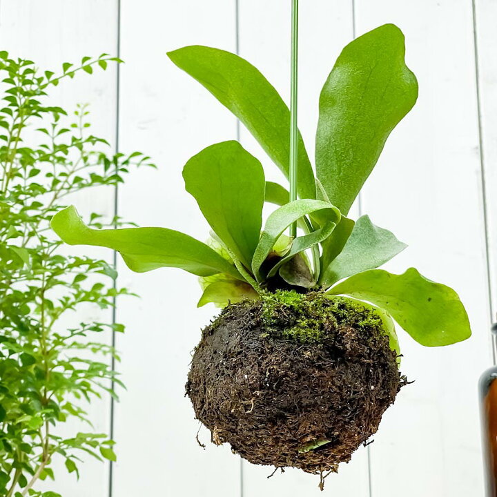 楽天市場 観葉植物 苔玉 コウモリラン ビフルカツム Mサイズ 1個 育て方説明書付き Platycerium プラティケリウム ビカクシダ シダ コケダマ 吊り下げ プランチュ 楽天市場店