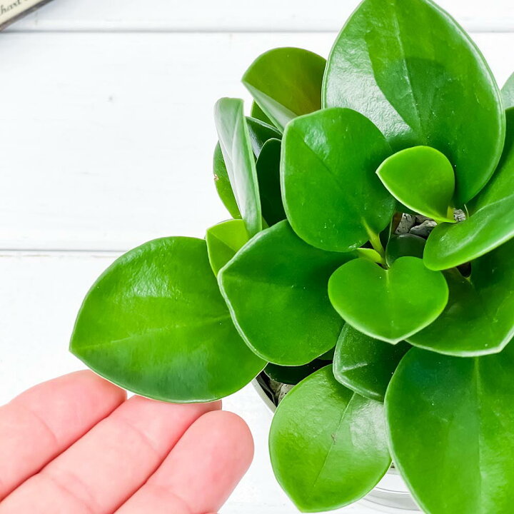 楽天市場 観葉植物 ペペロミア オブツシフォリア 3 5号鉢 受け皿付き 育て方説明書付き Peperomia Obtusifolia アオペペ プランチュ 楽天市場店 楽天市場 観葉植物 ペペロミア オブツシフォリア 3 5号鉢 受け皿付き 育て方説明書付き Peperomia Obtusifolia アオペペ プランチュ 楽天市場店