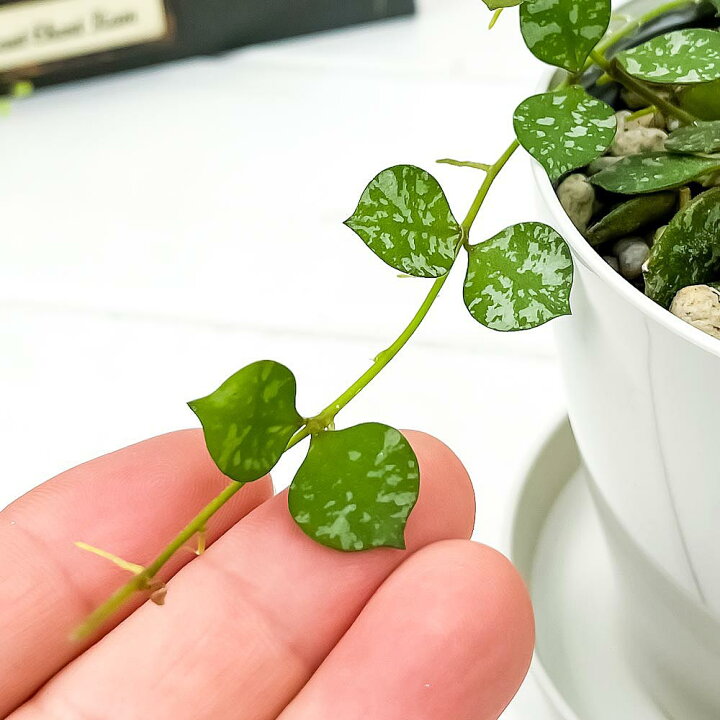 楽天市場 観葉植物 ホヤ カーティシー 3 5号鉢 受け皿付き 育て方説明書付き Hoya Curtisii 多肉植物 ガガイモ 希少 レア 珍しい プランチュ 楽天市場店