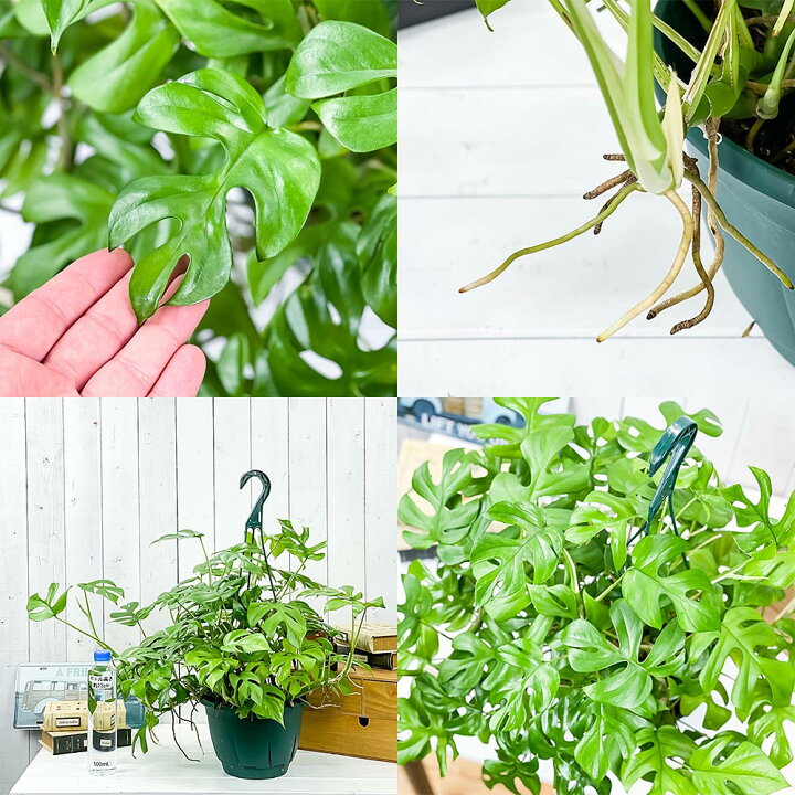 ラッピング 観葉植物 ヒメモンステラ 4号鉢 受け皿付き 育て方説明書付き Rhaphidophora Tetrasperma ラフィドフォラ テトラスペルマ モンステラ