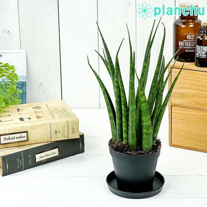 楽天市場 観葉植物 サンセベリア ディザルティ ミカドタイプ 3号鉢 受け皿付き 育て方説明書付き Sansevieria Deserti サンスベリア 希少 レア 珍しい プランチュ 楽天市場店 楽天市場 観葉植物 サンセベリア ディザルティ ミカドタイプ 3号鉢 受け皿付き 育て方説明書付き Sansevieria Deserti サンスベリア 希少 レア 珍しい プランチュ 楽天市場店