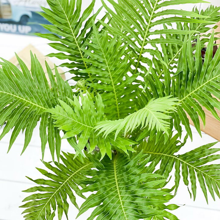 期間限定 シダ植物 ブレクナム シルバーレディ 幹上がり 陶器鉢上 Www Anavara Com 期間限定 シダ植物 ブレクナム シルバーレディ 幹上がり 陶器鉢上 Www Anavara Com