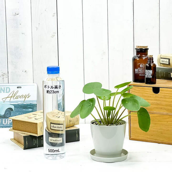楽天市場 観葉植物 ピレア ペペロミオイデス 3 5号鉢 受け皿付き 育て方説明書付き Pilea Peperomioides パンケーキプランツ プランチュ 楽天市場店