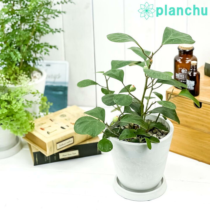 楽天市場 観葉植物 コバンボダイジュ フィカス デルトイデア 5号樹脂鉢 ホワイト 受け皿付き 育て方説明書付き Ficus Deltoidea 小判 菩提樹 ゴムノキ ゴムの木 希少 レア プランチュ 楽天市場店