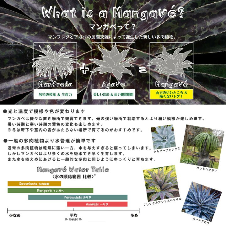 504円 高級品 多肉植物 ハオルチオプシス 白蝶 はくちょう 3号鉢 受け皿