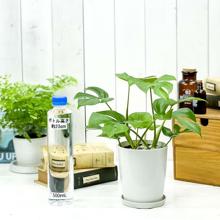 楽天市場 観葉植物 ヒメモンステラ 4号鉢 受け皿付き 育て方説明書付き Rhaphidophora Tetrasperma ラフィドフォラ テトラスペルマ モンステラ プランチュ 楽天市場店