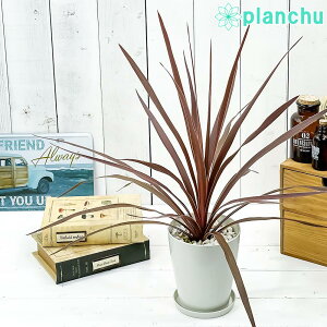 コルジリネ 観葉植物 農業資材 ガーデニング用品の通販 価格比較 価格 Com