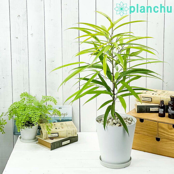 楽天市場 観葉植物 フィカス アムステルゴールド 6号鉢 受け皿付き 育て方説明書付き Ficus Binnendijkii Amstel Gold 希少 レア 珍しい ショウナンゴムノキ プランチュ 楽天市場店